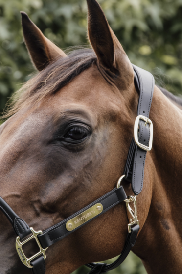 Kentucky Horsewear Anatomic Leather Halter Kentucky Horsewear Anatomic Leather Halter