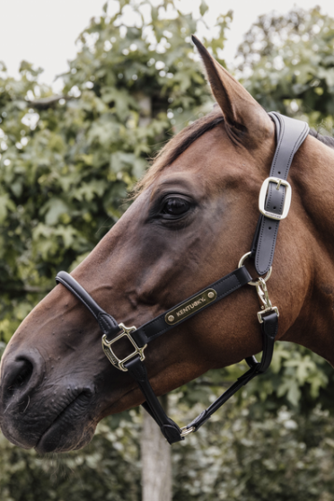 Kentucky Horsewear Anatomic Leather Halter Kentucky Horsewear Anatomic Leather Halter