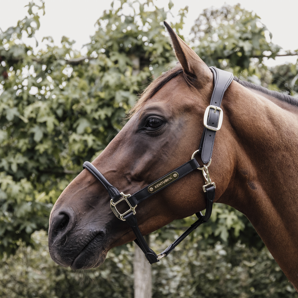 Kentucky Horsewear Anatomic Leather Halter Kentucky Horsewear Anatomic Leather Halter