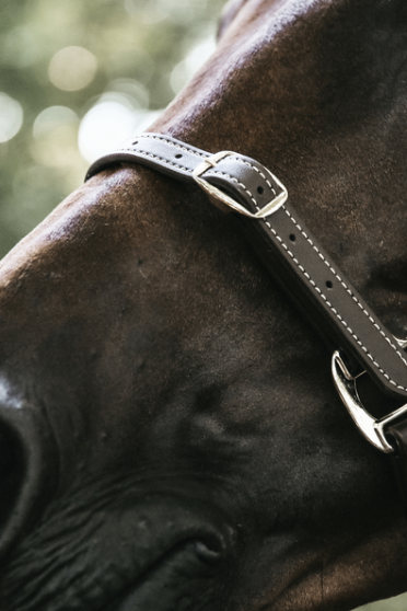 Practical artificial Leather Halter that can be detached and used in different ways. Practical artificial Leather Halter that can be detached and used in different ways.