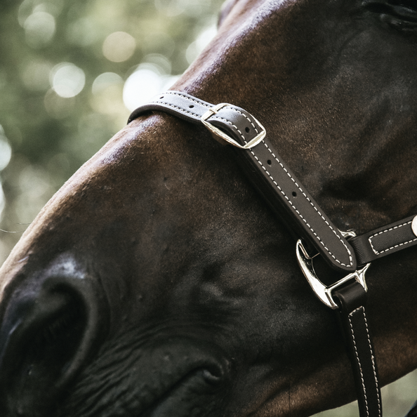 Practical artificial Leather Halter that can be detached and used in different ways. Practical artificial Leather Halter that can be detached and used in different ways.