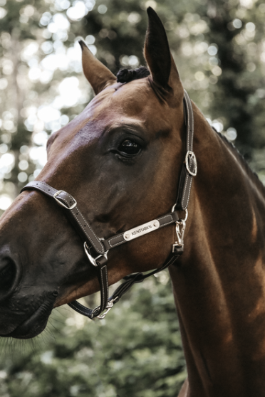 Practical artificial Leather Halter that can be detached and used in different ways. Practical artificial Leather Halter that can be detached and used in different ways.