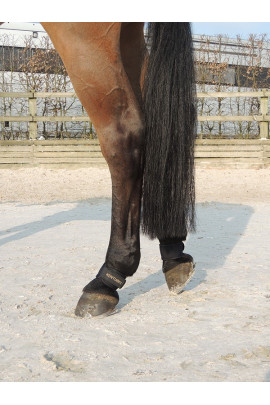 Kentucky pastern Wrap Kentucky pastern Wrap