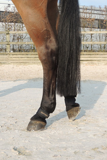 Kentucky pastern Wrap Kentucky pastern Wrap