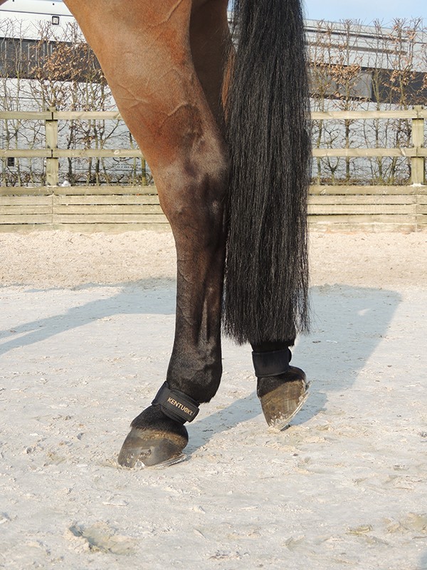 Kentucky pastern Wrap Kentucky pastern Wrap