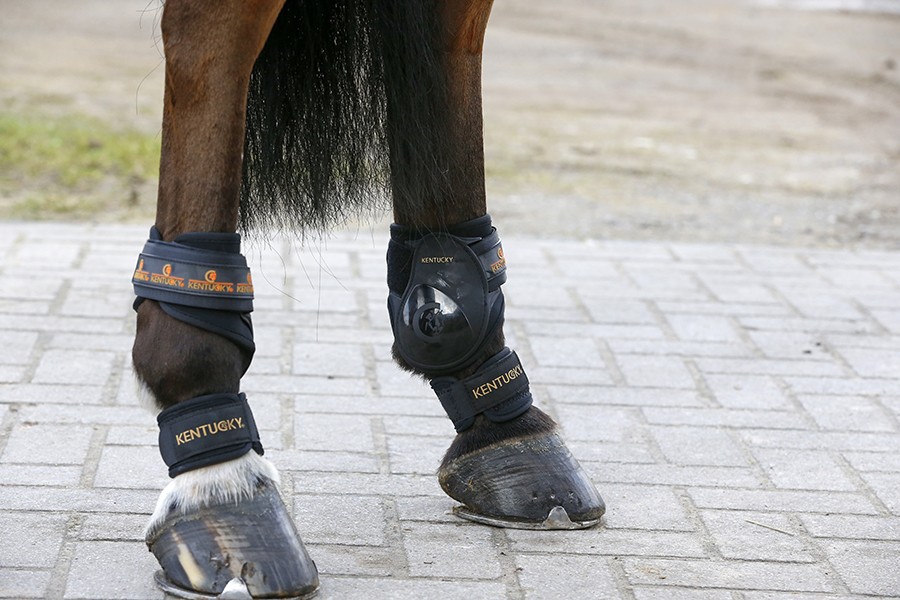 Kentucky pastern Wrap Kentucky pastern Wrap