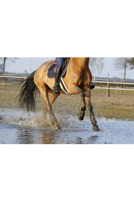 Kentucky Singel Bont Kentucky Singel Bont