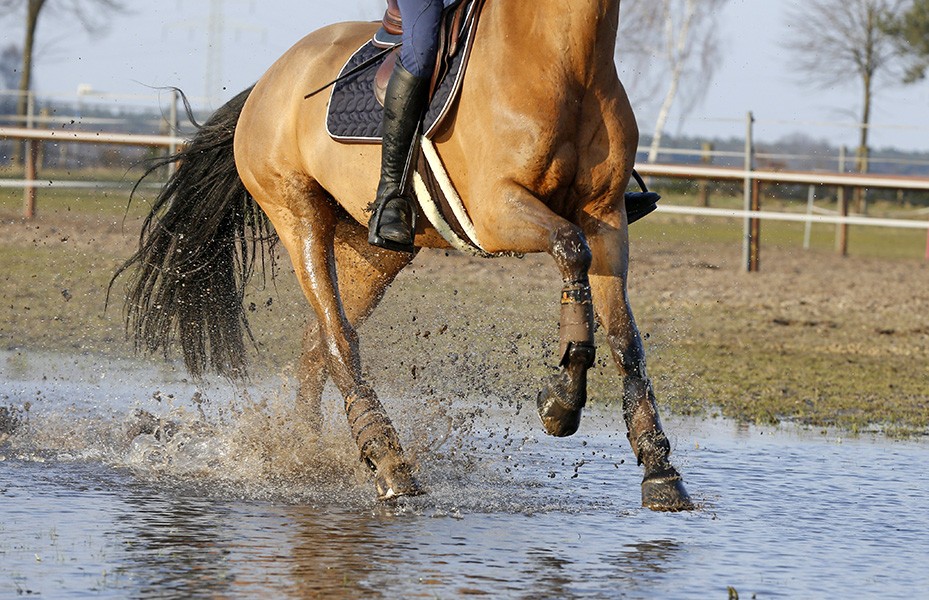 Kentucky Singel Bont Kentucky Singel Bont