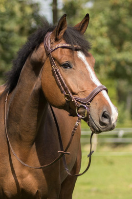 Anatomisch gevormd hoofdstel Devi dat de zenuwen en gevoelige punten van het paardenhoofd zoveel mogelijk vermijdt.
