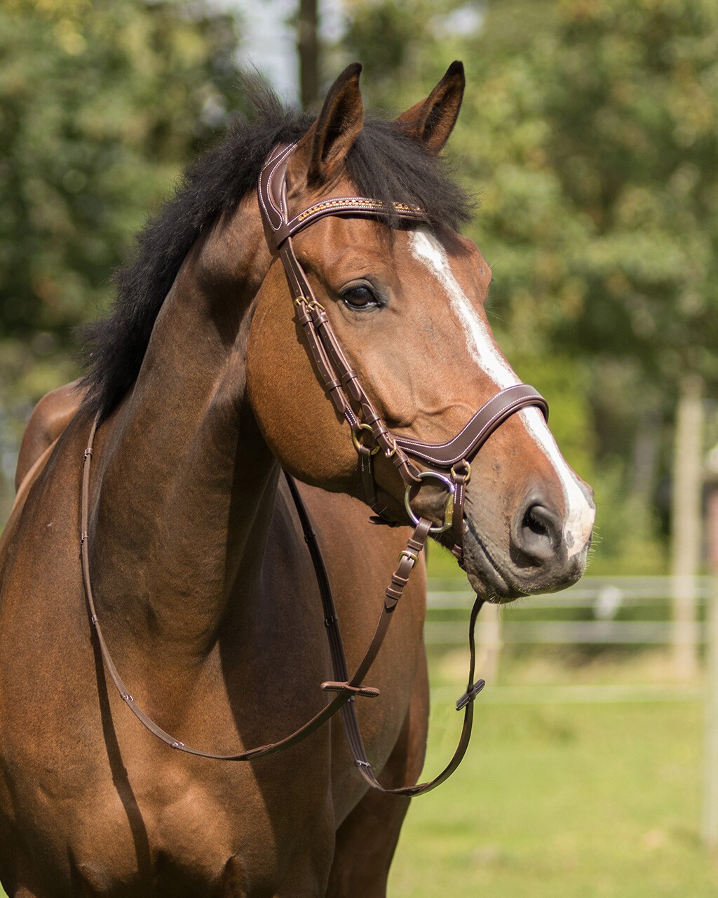 Anatomisch gevormd hoofdstel Devi dat de zenuwen en gevoelige punten van het paardenhoofd zoveel mogelijk vermijdt. Anatomisch gevormd hoofdstel Devi dat de zenuwen en gevoelige punten van het paardenhoofd zoveel mogelijk vermijdt.