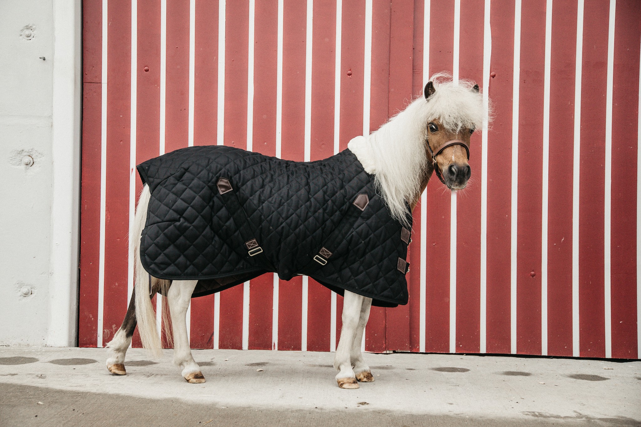 Kentucky Horsewear developed an outstanding line of quality rugs. Kentucky Horsewear developed an outstanding line of quality rugs.