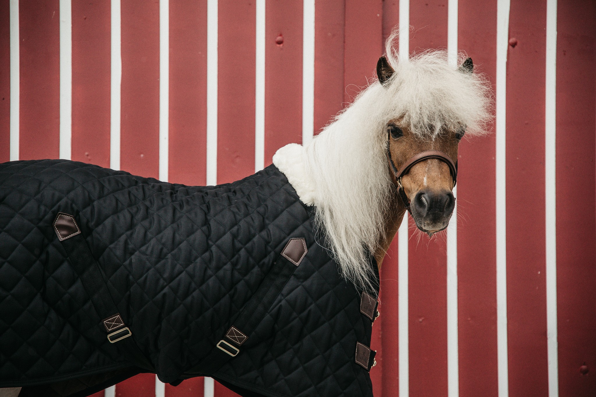 Kentucky Horsewear developed an outstanding line of quality rugs. Kentucky Horsewear developed an outstanding line of quality rugs.