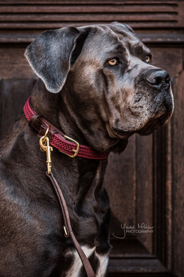 Kentucky Horsewear Plaited Nylon Dog Collar Kentucky Horsewear Plaited Nylon Dog Collar