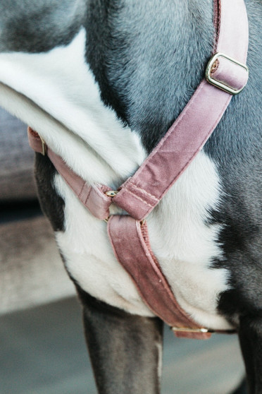 Kentucky Dogwear Dog Harness Loop Velvet Kentucky Dogwear Dog Harness Loop Velvet