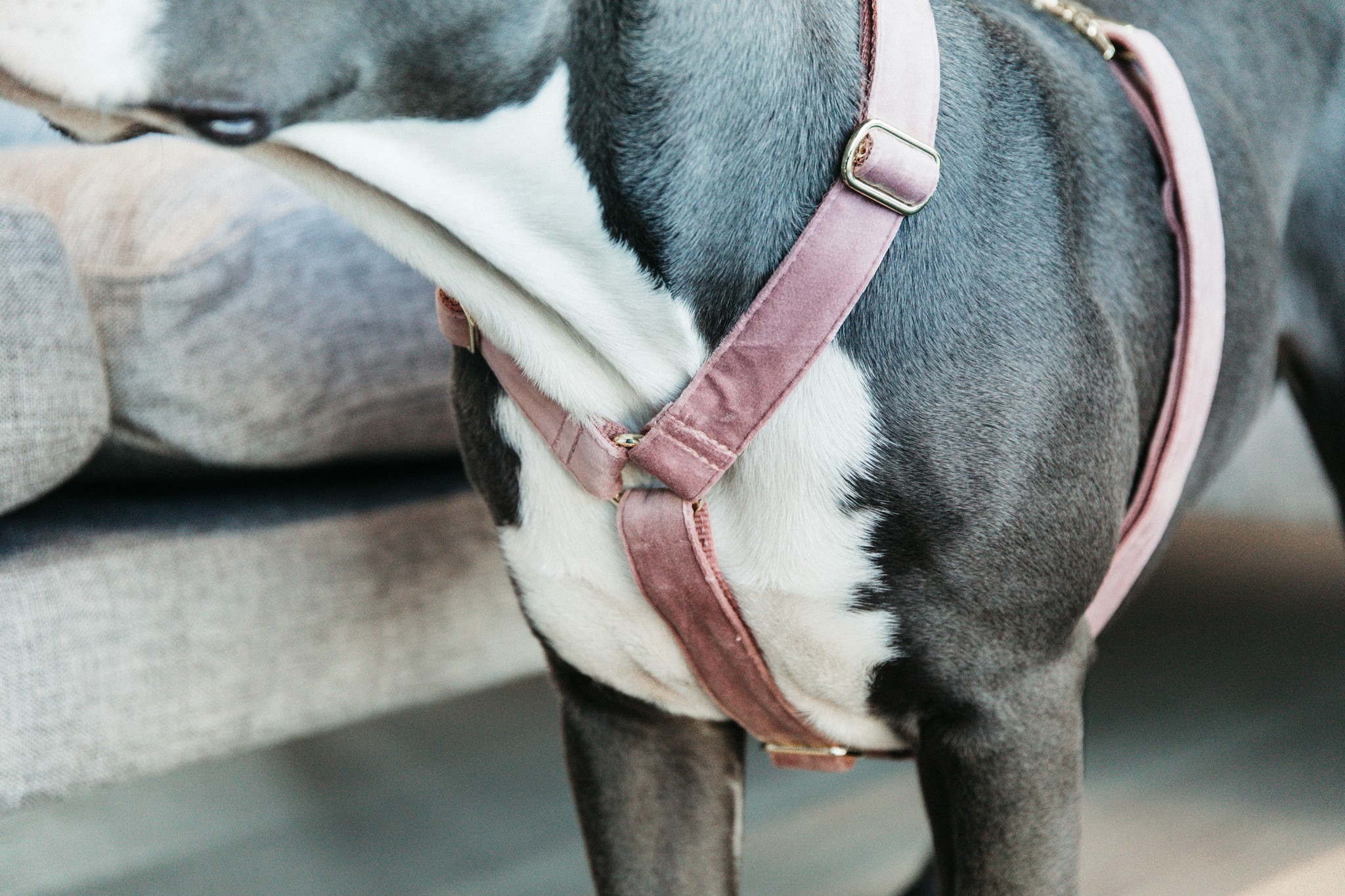 Kentucky Dogwear Dog Harness Loop Velvet Kentucky Dogwear Dog Harness Loop Velvet