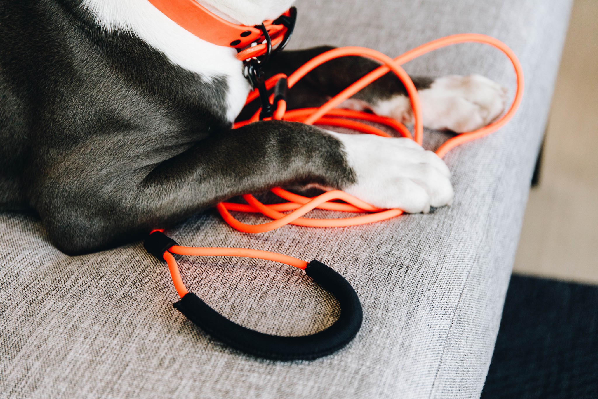 Kentucky Dogwear Dog Tow Lead Soft Rubber 5M Kentucky Dogwear Dog Tow Lead Soft Rubber 5M