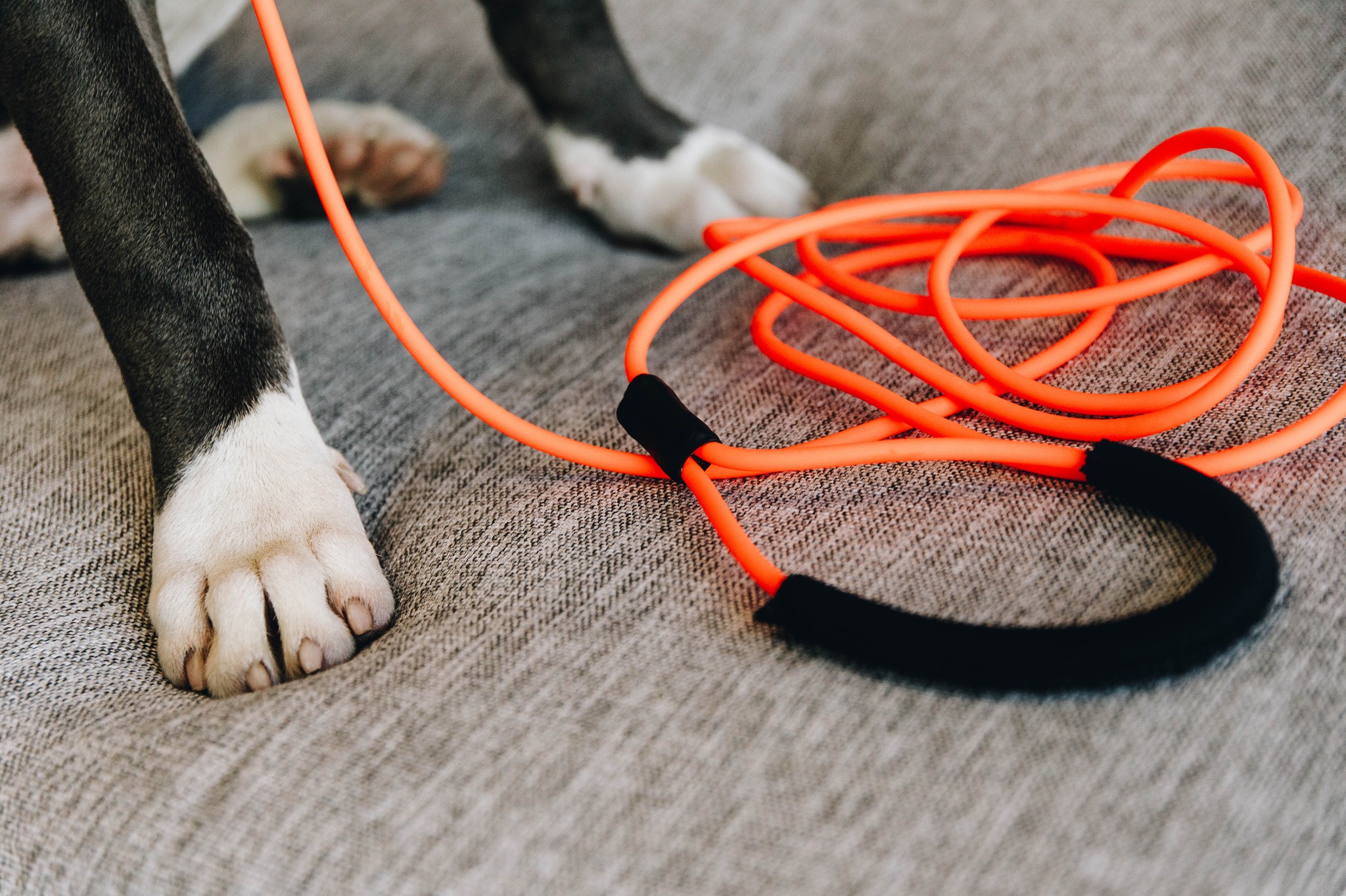 Kentucky Dogwear Dog Tow Lead Soft Rubber 5M Kentucky Dogwear Dog Tow Lead Soft Rubber 5M
