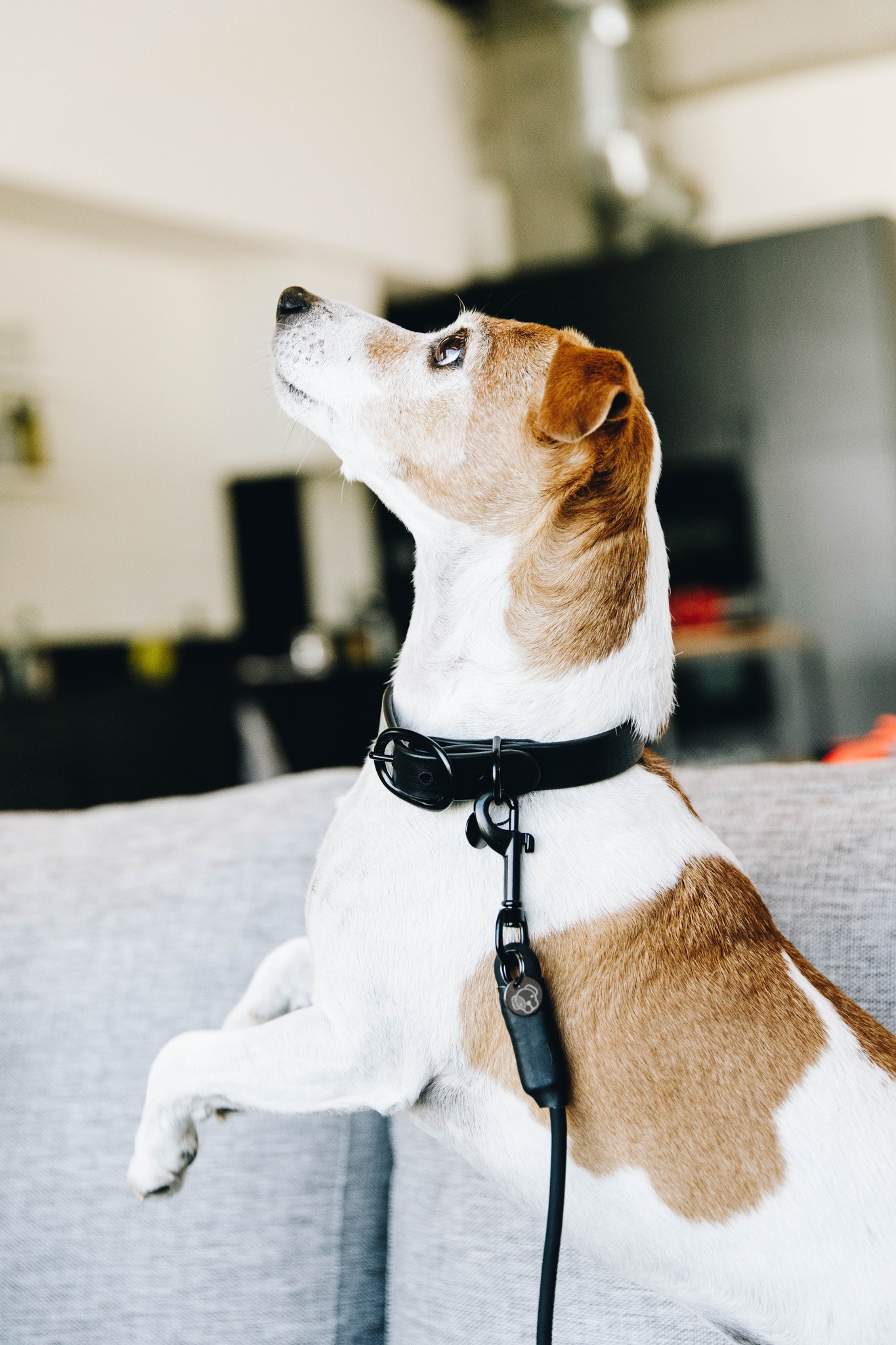 Kentucky Dogwear Dog Collar Soft Rubber Kentucky Dogwear Dog Collar Soft Rubber