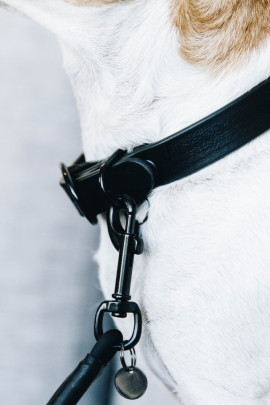 Kentucky Dogwear Dog Collar Soft Rubber