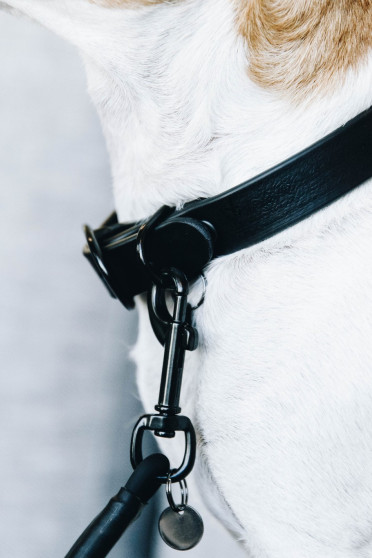 Kentucky Dogwear Dog Collar Soft Rubber Kentucky Dogwear Dog Collar Soft Rubber