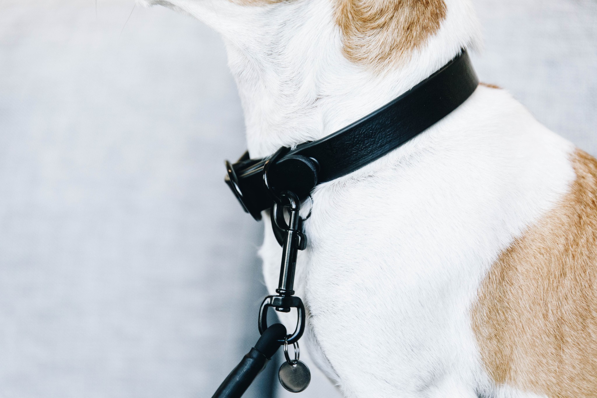 Kentucky Dogwear Dog Collar Soft Rubber Kentucky Dogwear Dog Collar Soft Rubber