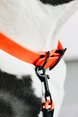 Kentucky Dogwear Dog Collar Soft Rubber Kentucky Dogwear Dog Collar Soft Rubber