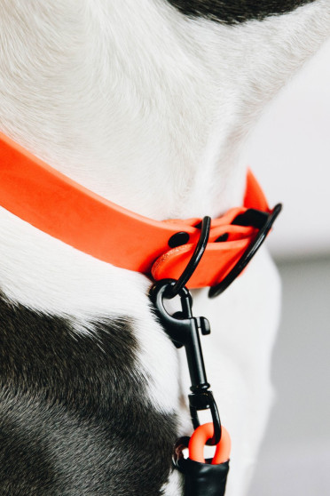 Kentucky Dogwear Dog Collar Soft Rubber Kentucky Dogwear Dog Collar Soft Rubber