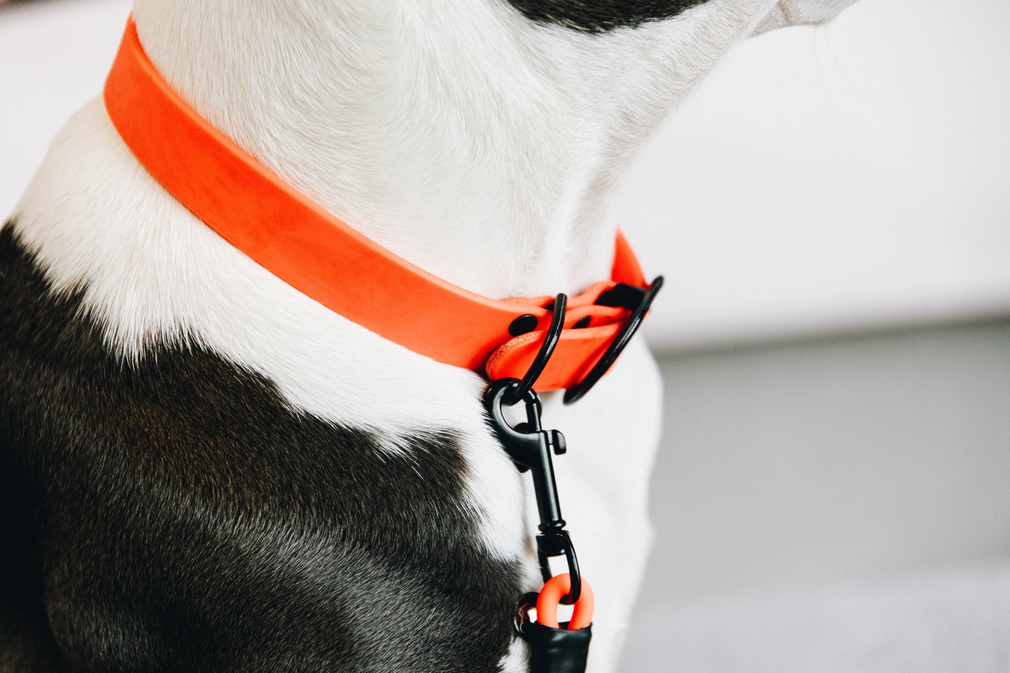 Kentucky Dogwear Dog Collar Soft Rubber Kentucky Dogwear Dog Collar Soft Rubber