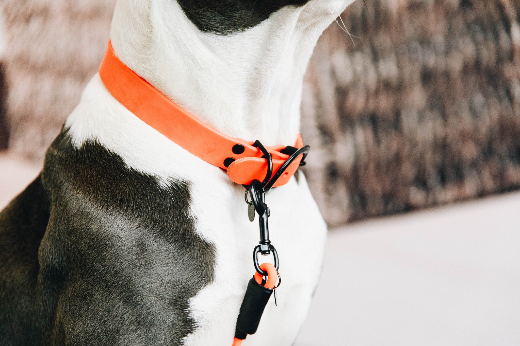 Kentucky Dogwear Dog Collar Soft Rubber Kentucky Dogwear Dog Collar Soft Rubber