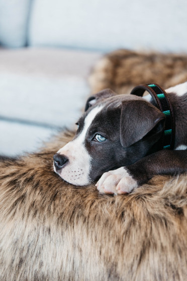 Kentucky Dogwear Dog Collar Handmade Pearls Black Kentucky Dogwear Dog Collar Handmade Pearls Black