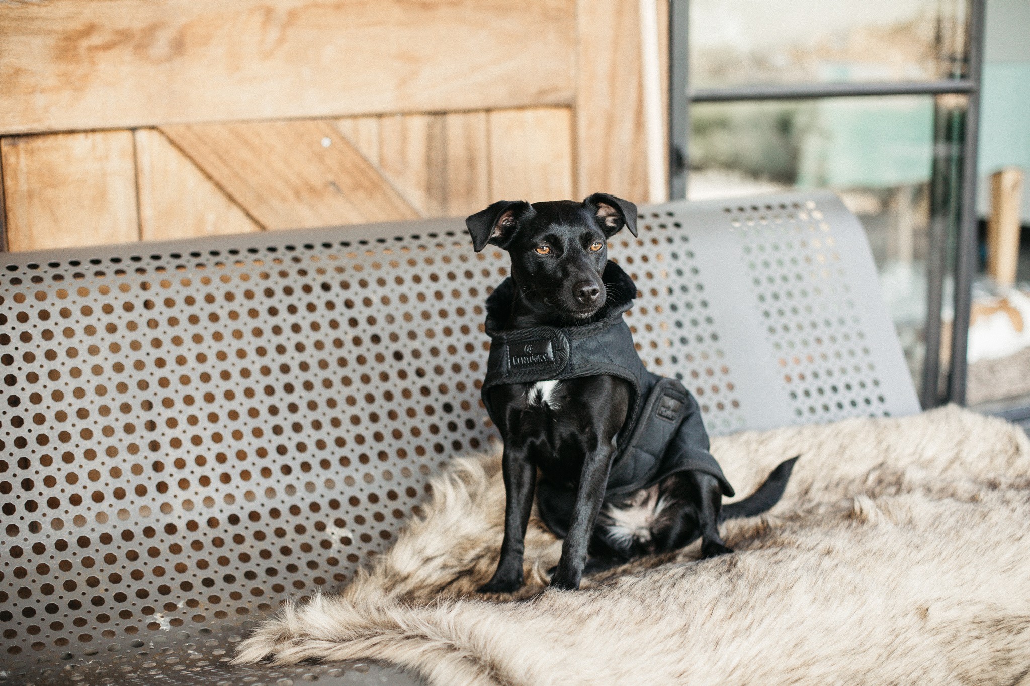 Kentucky Horsewear Dog Coat zwart met een zwarte bontkraag Kentucky Horsewear Dog Coat zwart met een zwarte bontkraag