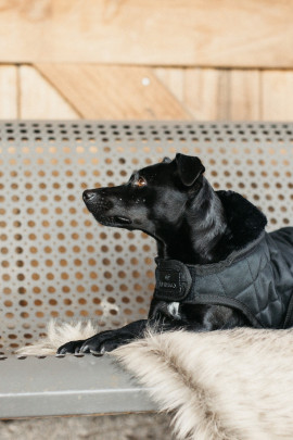 Kentucky Horsewear Dog Coat zwart met een zwarte bontkraag Kentucky Horsewear Dog Coat zwart met een zwarte bontkraag