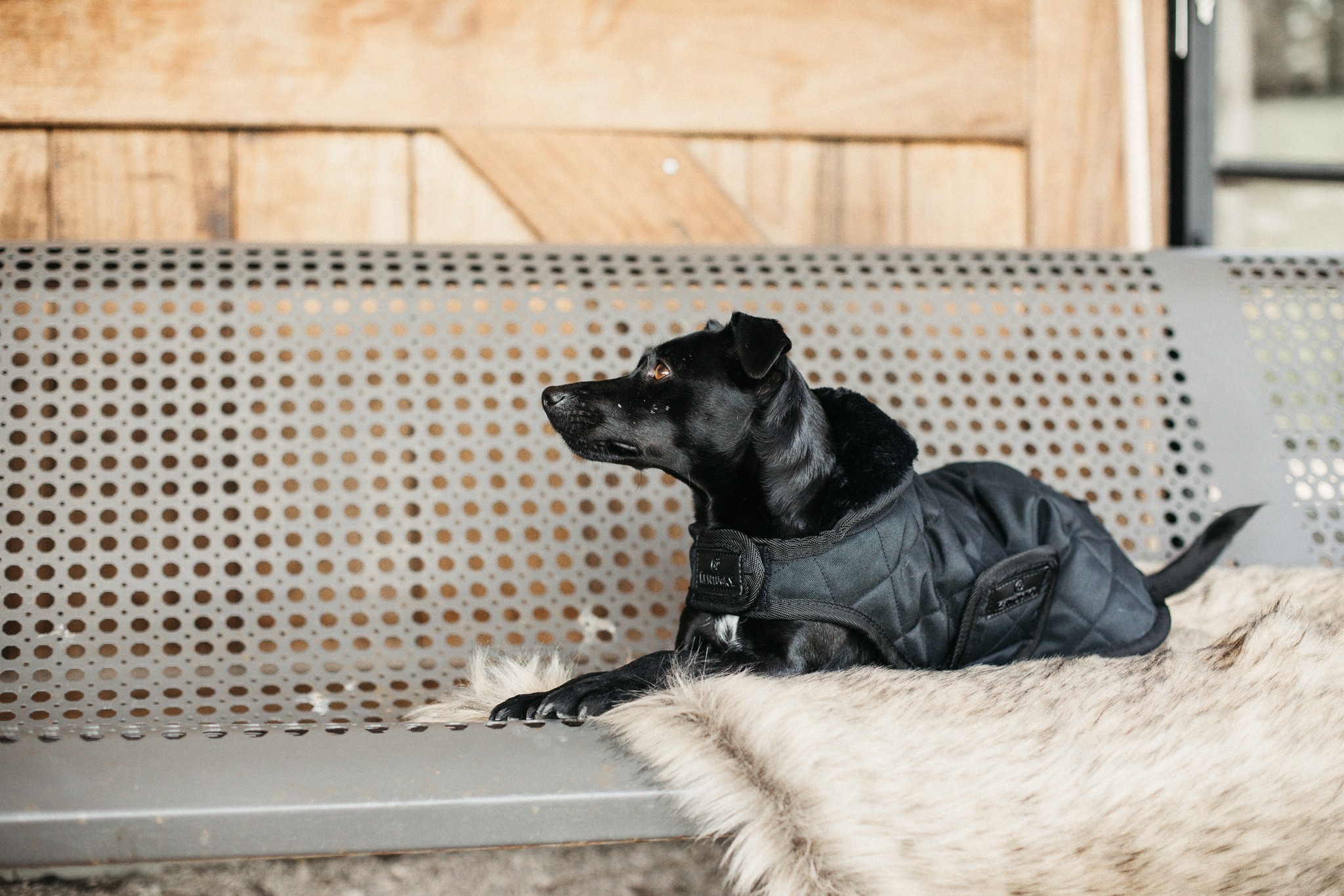 Kentucky Horsewear Dog Coat zwart met een zwarte bontkraag Kentucky Horsewear Dog Coat zwart met een zwarte bontkraag