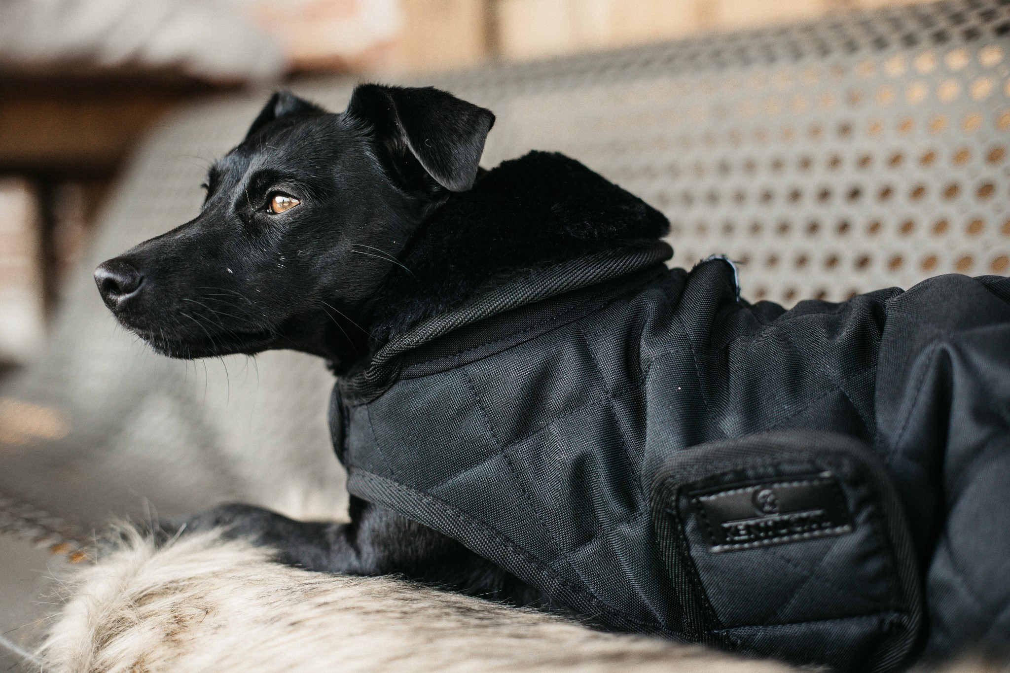 Kentucky Horsewear Dog Coat zwart met een zwarte bontkraag Kentucky Horsewear Dog Coat zwart met een zwarte bontkraag