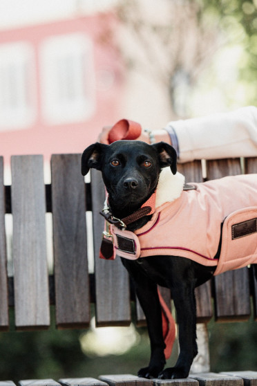 Kentucky Dogwear Dog Coat Waterproof 160G Coral Kentucky Dogwear Dog Coat Waterproof 160G Coral