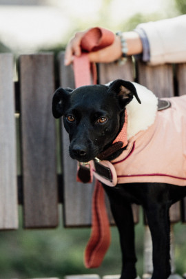 Kentucky Dogwear Dog Coat Waterproof 160G Coral Kentucky Dogwear Dog Coat Waterproof 160G Coral