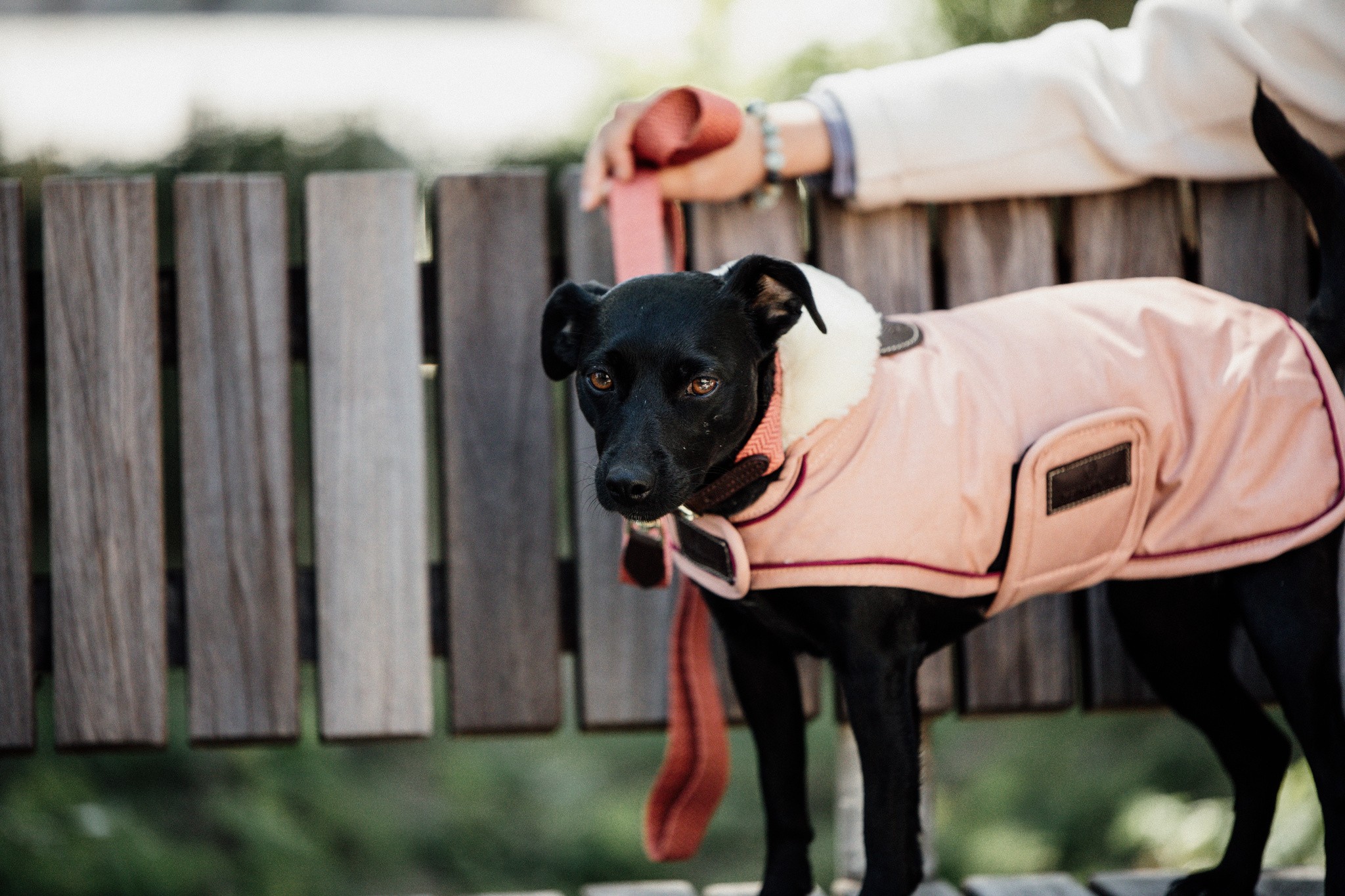 Kentucky Dogwear Dog Coat Waterproof 160G Coral Kentucky Dogwear Dog Coat Waterproof 160G Coral