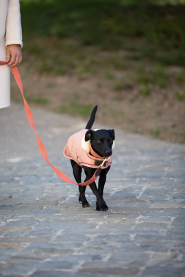 Kentucky Dogwear Dog Coat Waterproof 160G Coral Kentucky Dogwear Dog Coat Waterproof 160G Coral