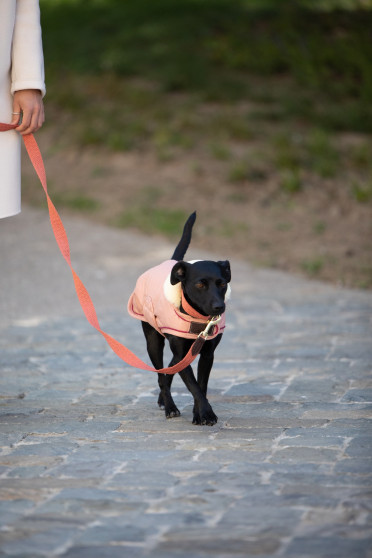 Kentucky Dogwear Dog Coat Waterproof 160G Coral Kentucky Dogwear Dog Coat Waterproof 160G Coral