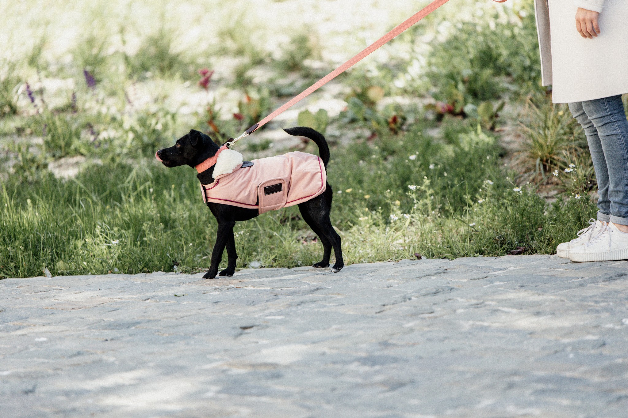 Kentucky Dogwear Dog Coat Waterproof 160G Coral Kentucky Dogwear Dog Coat Waterproof 160G Coral