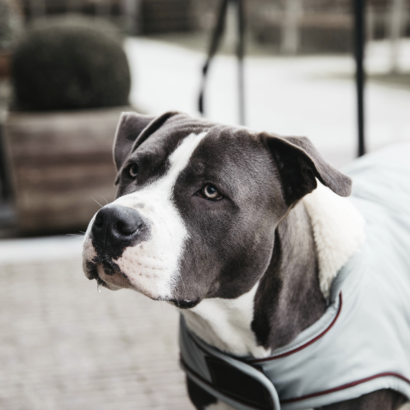 Kentucky Dogwear Dog Coat Waterproof 160G Dusty Blue Kentucky Dogwear Dog Coat Waterproof 160G Dusty Blue