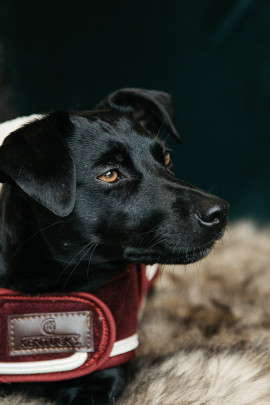 Kentucky Dogwear Dog Coat Heavy Fleece, heerlijke Fleece deken voor je hond Kentucky Dogwear Dog Coat Heavy Fleece, heerlijke Fleece deken voor je hond