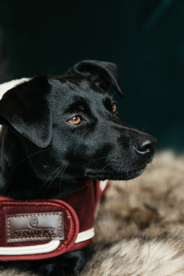 Kentucky Dogwear Dog Coat Heavy Fleece, heerlijke Fleece deken voor je hond Kentucky Dogwear Dog Coat Heavy Fleece, heerlijke Fleece deken voor je hond