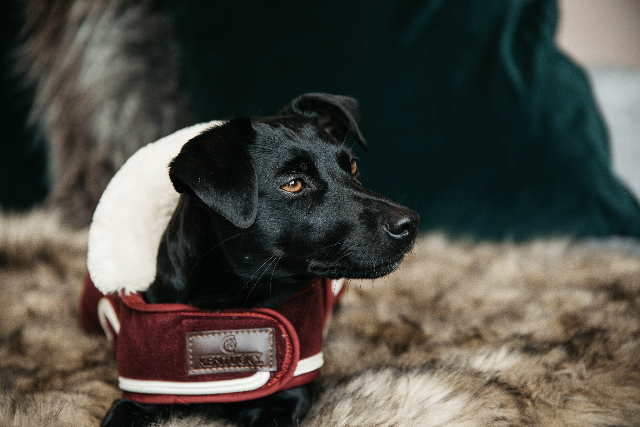 Kentucky Dogwear Dog Coat Heavy Fleece, heerlijke Fleece deken voor je hond Kentucky Dogwear Dog Coat Heavy Fleece, heerlijke Fleece deken voor je hond