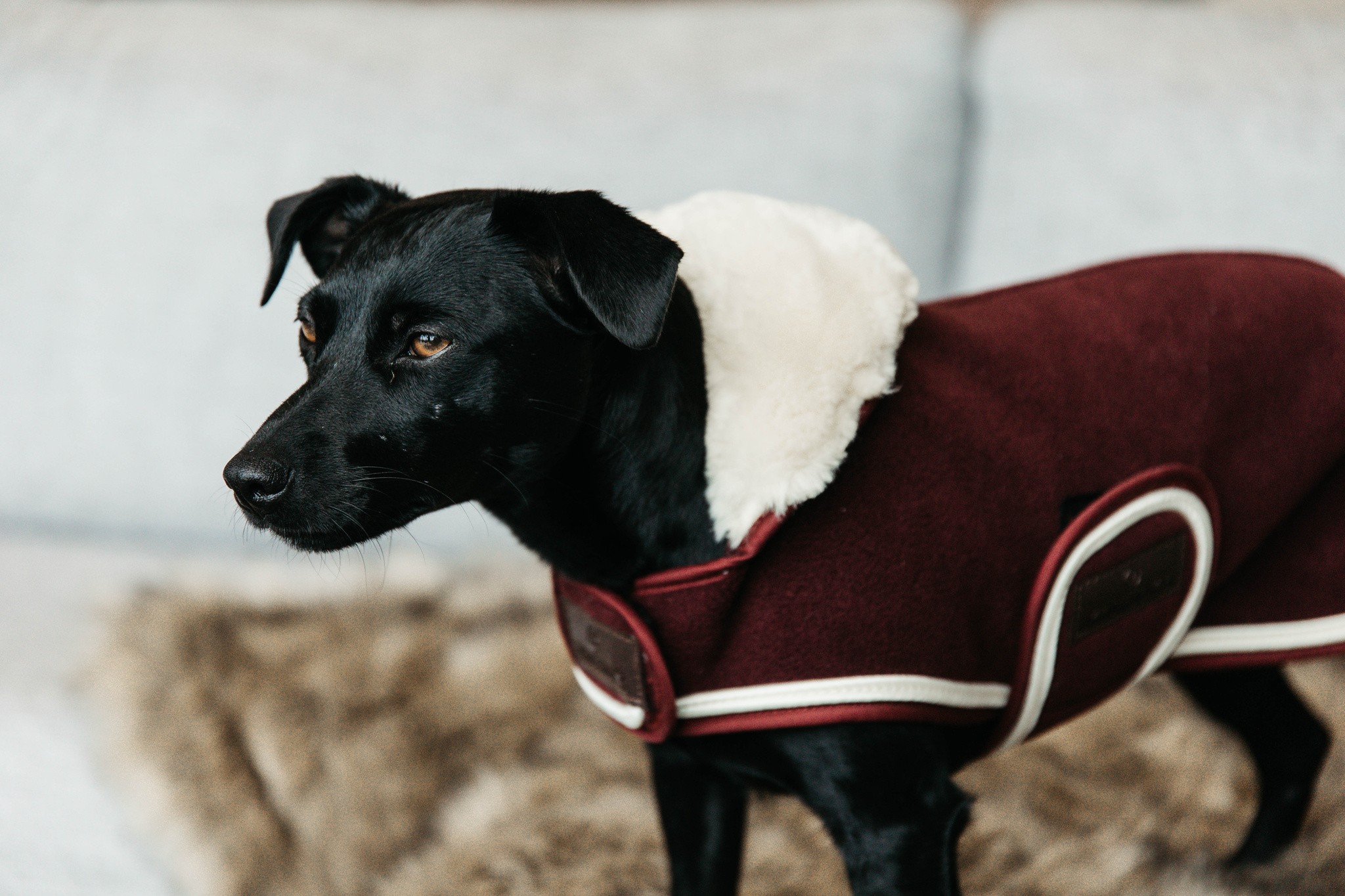 Kentucky Dogwear Dog Coat Heavy Fleece, heerlijke Fleece deken voor je hond Kentucky Dogwear Dog Coat Heavy Fleece, heerlijke Fleece deken voor je hond