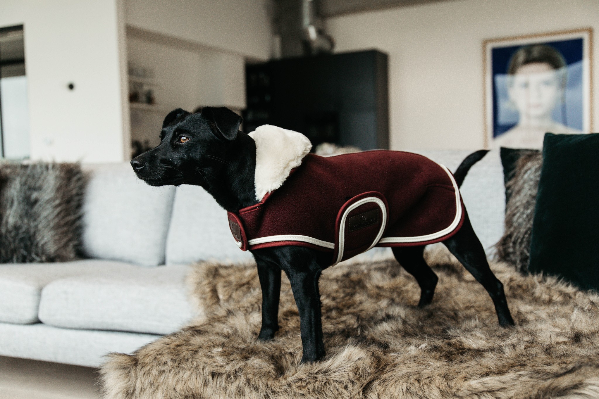 Kentucky Dogwear Dog Coat Heavy Fleece, heerlijke Fleece deken voor je hond Kentucky Dogwear Dog Coat Heavy Fleece, heerlijke Fleece deken voor je hond