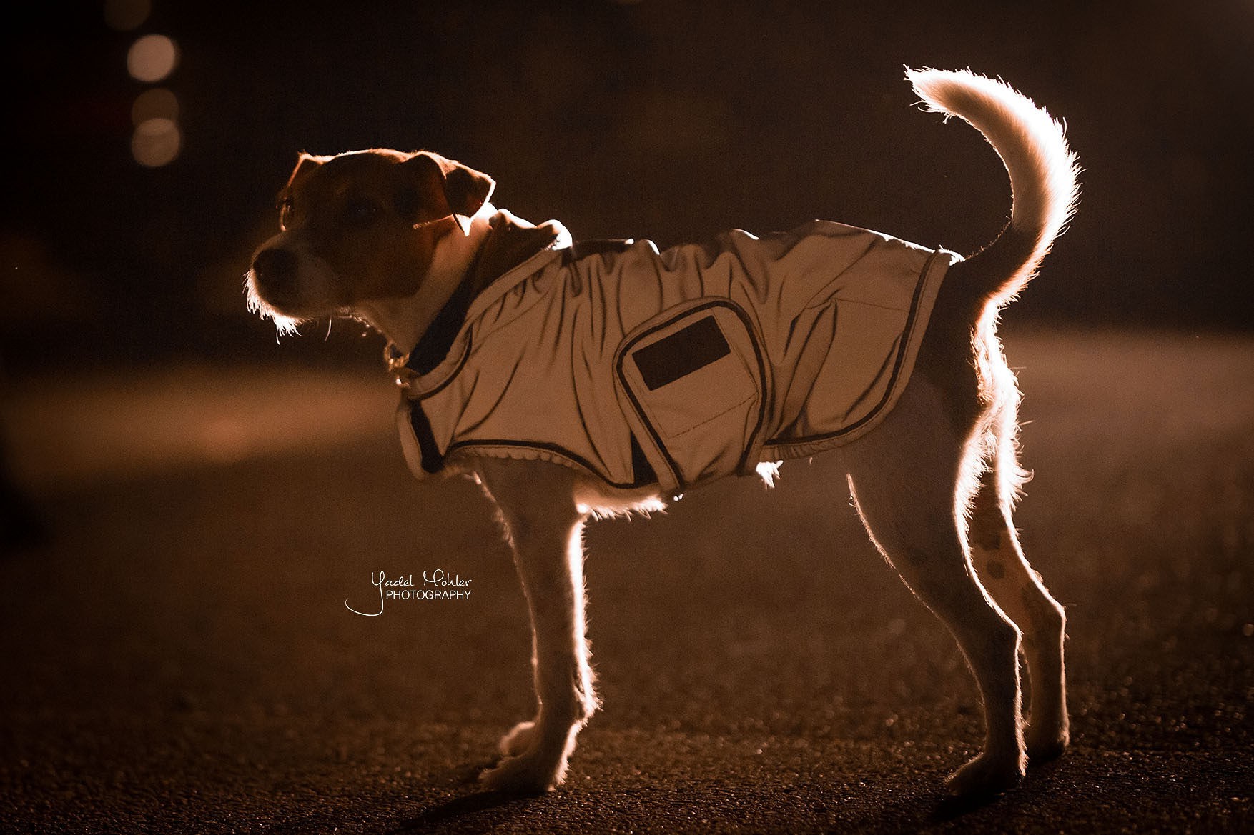 Kentucky Dogwear Dog Coat Reflective & Water Repellent Kentucky Dogwear Dog Coat Reflective & Water Repellent