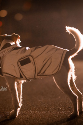 Kentucky Dogwear Dog Coat Reflective & Water Repellent Kentucky Dogwear Dog Coat Reflective & Water Repellent
