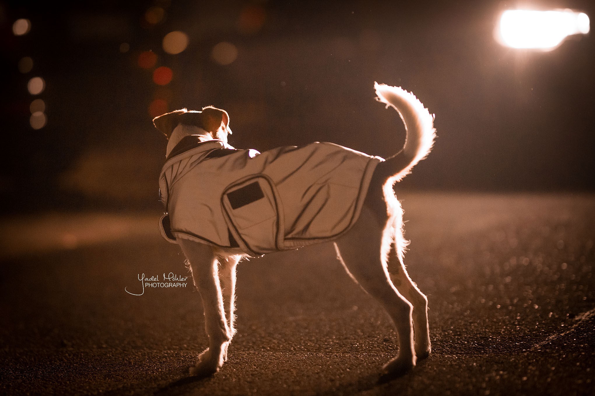 Kentucky Dogwear Dog Coat Reflective & Water Repellent Kentucky Dogwear Dog Coat Reflective & Water Repellent