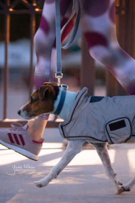 Kentucky Dogwear Dog Coat Reflective & Water Repellent Kentucky Dogwear Dog Coat Reflective & Water Repellent